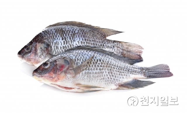 베드로의 고향인 갈릴리 호수에서는 이곳에서 잡히는 물고기를 ‘베드로 물고기’라고 부른다. (출처: 게티이미지뱅크) ⓒ천지일보 2018.12.31