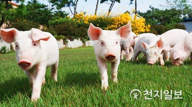 전남 함평군 월야면에 있는 세화 농장에서 새끼 돼지들이 뛰어놀고 있다. (제공: 세화 농장) ⓒ천지일보 2019.1.1