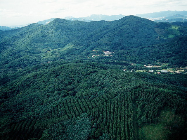 산림. (제공: 산림청)