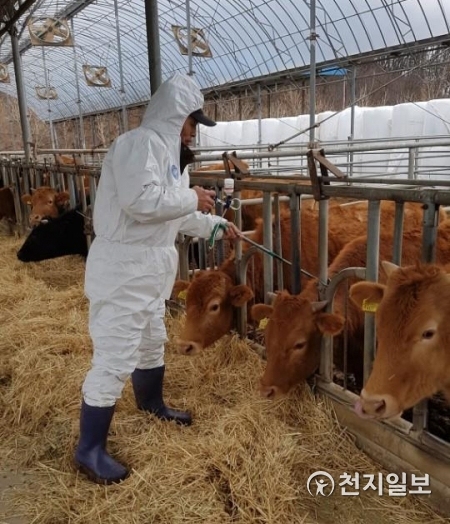 충남 천안시가 지난달 30일 소 농가를 찾아 구제역 예방백신을 접종하고 있다. (제공: 천안시) ⓒ천지일보 2019.2.1