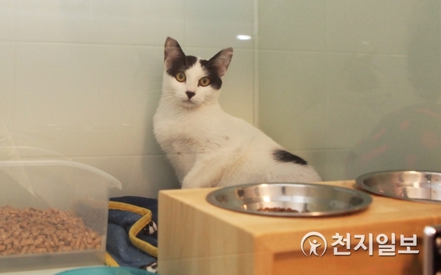 [천지일보=김성완 기자] 유기된 고양이가 치료를 위해 격리돼 있는 모습. ⓒ천지일보 2019.2.2