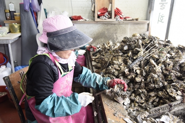 진도군 강계마을에서 식당을 운영하는 서온순씨가 석화 손질을 하고 있다. (제공:진도군) ⓒ천지일보 2019.2.8