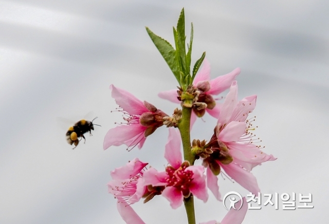 [천지일보 천안=박주환 기자] 18일 충남 천안시 동남구 수신면 발산리 한 시설하우스 내부에 만개한 연분홍 복사꽃(복숭아꽃)이 장관을 이루고 있다. 꿀벌이 꿀을 모으기 위해 복사꽃을 찾고 있다. ⓒ천지일보 2019.2.18