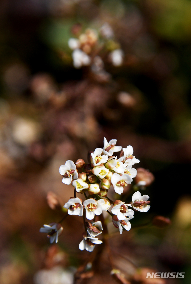 【남해=뉴시스】 포근한 날씨를 보이고 있는 21일 오전 경남 남해군 남면 한 논두렁에 냉이꽃이 하얀 꽃망울을 터뜨려 성큼 다가온 봄소식을 전하고 있다.