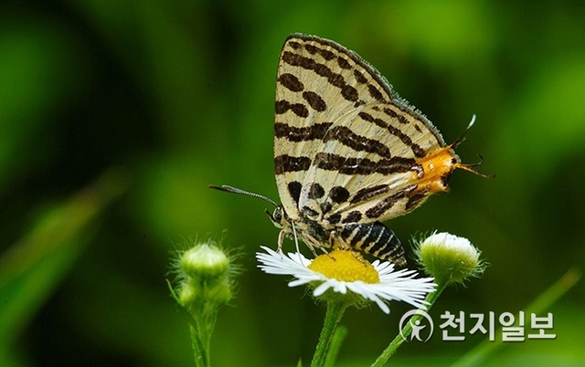 멸종위기종 쌍꼬리부전나비 (제공: 서울시)