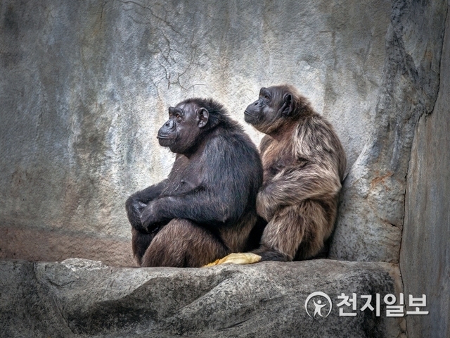 전 세계의 이목을 집중시킨 ‘원숭이 재판’ (출처: 게티이미지뱅크) ⓒ천지일보 2019.2.24