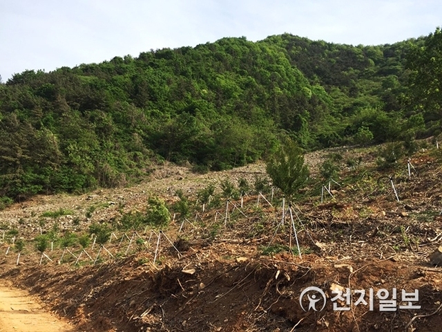 봄철 조림사업 진행 중인 월아산 일대. (제공: 진주시) ⓒ천지일보 2019.3.5