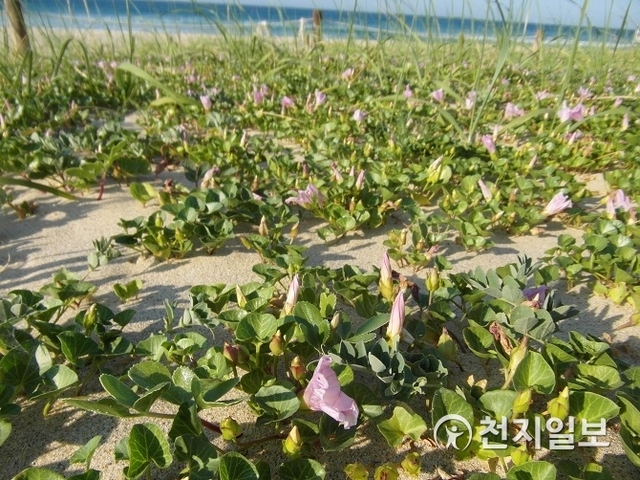 망상해변에서 자생하고 있는 해안식물. (제공: 동해시) ⓒ천지일보 2019.3.5