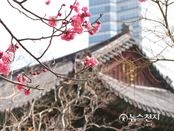 한 주를 시작하는 14일, 서울은 꽃샘추위가 물러가고 완연한 봄날씨를 맞았다. 한낮 최고 온도가 11도까지 오르며 예년 수준의 기온을 회복한 가운데 봉은사 홍매화가 붉은 꽃망울을 터뜨리고 봄을 알리고 있다. ⓒ천지일보