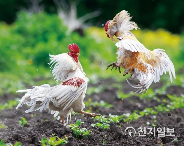 닭싸움은 특별히 훈련시킨 닭들을 싸움붙이는 놀이다. (출처: 게티이미지뱅크) ⓒ천지일보 2019.3.15