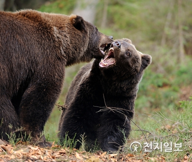 우에노동물원 사육사들은1943년 8월 17일, 북만주산 큰곰과 말레이산 보통 곰을 한 마리씩 독약을 먹여 죽였다. ⓒ천지일보 2019.3.22