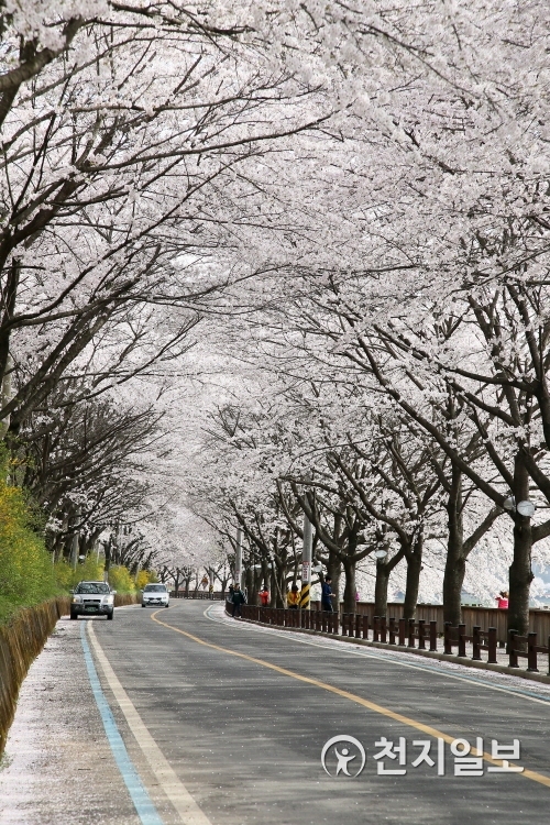 섬진강 100리 벚꽃길’이 온통 하얀 꽃터널을 이루고 있다. (제공: 구례군) ⓒ천지일보 2019.3.27