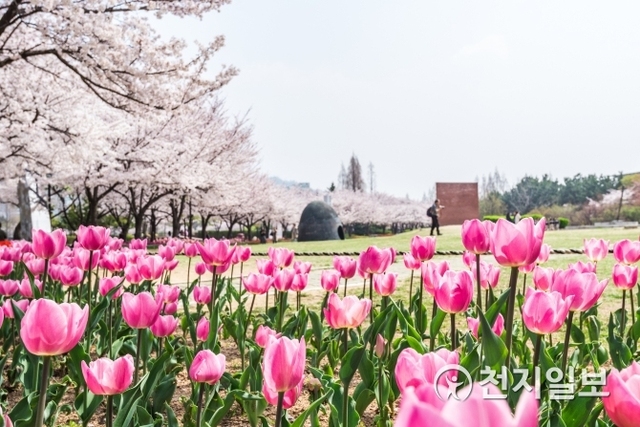연지공원 벚꽃풍경.(제공: 김해 사진길)ⓒ천지일보 2019.4.1
