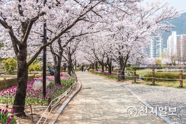 연지공원 벚꽃풍경. (제공: 김해 사진길)ⓒ천지일보 2019.4.1