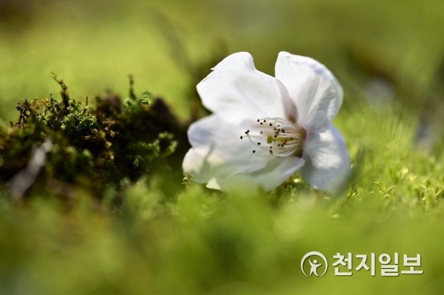 [천지일보 동해=김성규 기자] 2일 강원도 동해시 수원지 일원에 벚꽃 하나가 바닥에 떨어져 있다. 기상청에 따르면 이날 전국이 대체로 맑은 날씨를 보이고 서울과 경기도, 강원도는 오후부터 가끔 구름이 많겠다고 밝혔다.(독자제공)ⓒ천지일보 2019.4.2