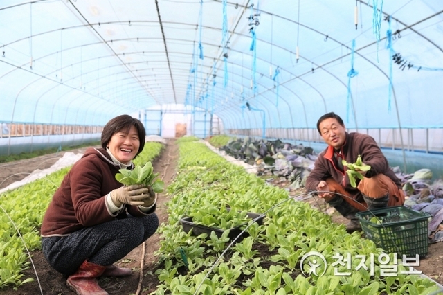 '농토피아'를 꿈꾸는 완주군의 한 비닐하우스 농산물 재배 모습 (제공: 완주군) (ⓒ천지일보 2019.4.2