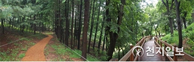 인천 서구 연희공원 메타쿼이아 길(왼쪽)과 참나무데크로드(오른쪽). (제공: 인천 계양공원사업소) ⓒ천지일보 2019.4.6