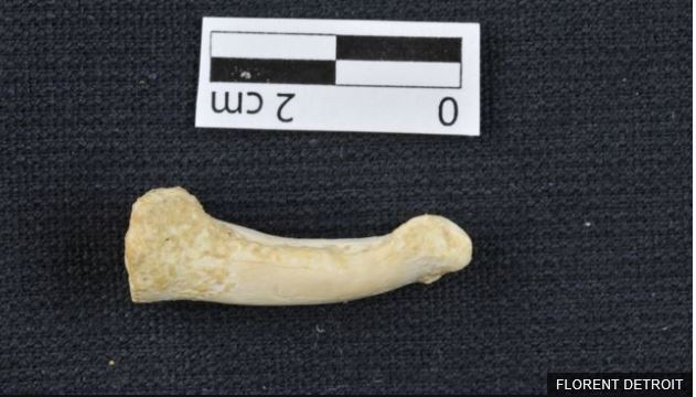 필리핀 루손섬의 동굴에서 발굴된 새로운 인류종 '호모 루소넨시스'의 손가락뼈(출처: 뉴시스)