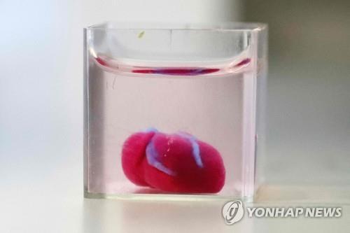 이스라엘 텔아비브대 연구진이 공개한 3D 프린팅 심장. 이번에 공개된 인공심장은 체리 1개 크기다. 연구진은 세포와 혈관까지 만들어낸 것은 이 심장이 세계 최초라고 소개했다. (출처: 연합뉴스)