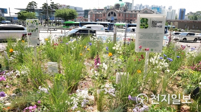 클로란이 ‘서울로 7017 Botany for Change(보태니 포 체인지) 식물 정원’ 공모전의 수상작으로 조성한 정원을 3일 처음으로 선보이고 있다. 정원은 3개의 원형 화분으로 구성됐으며 이날부터 3일간 오픈 기념 행사가 열린다. ⓒ천지일보 2019.5.3