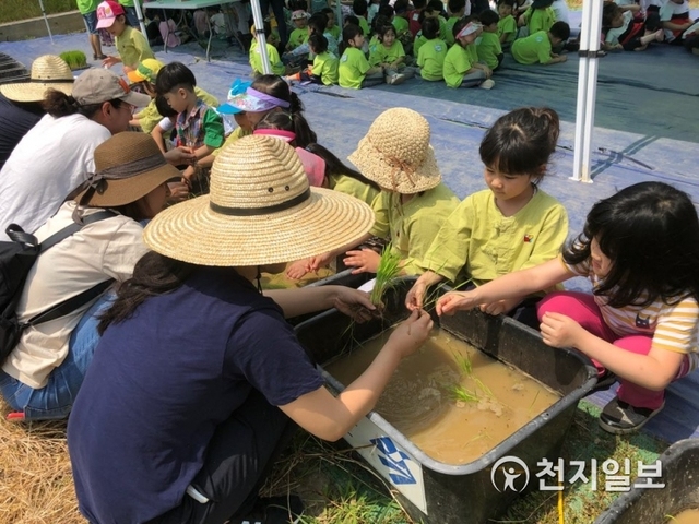 지난해 모내기 행사에 참여한 어린이들 모습. (제공: 기장군) ⓒ천지일보 2019.5.22