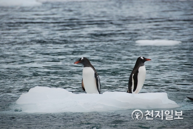 남극 빙하가 녹는 속도가 40년 동안 6배 빨라진 것으로 나타났다. 사진은 남극 빙하에 올라와 있는 펭귄들. ⓒ천지일보