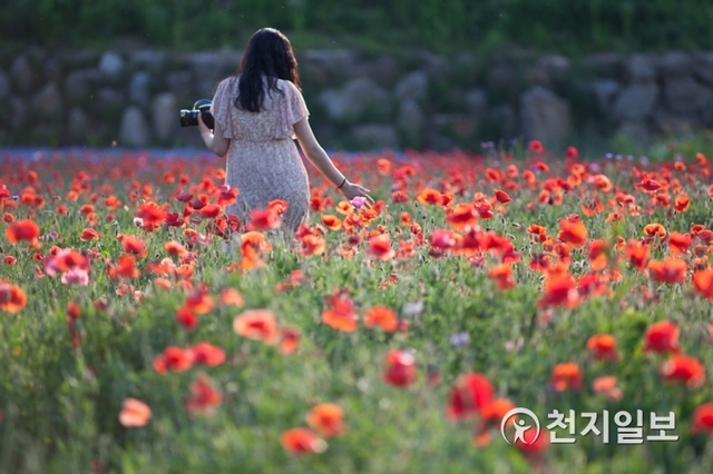아름답게 핀 양귀비 꽃 밭을 관광객이 카메라를 들고 걸어가고 있다. (제공: 원주시청) ⓒ천지일보 2019.5.23