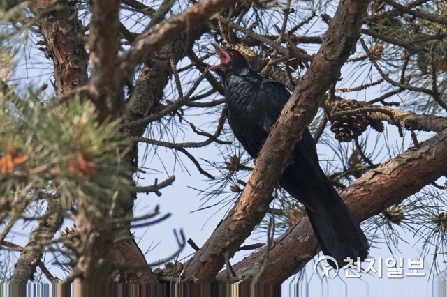 의왕시 레솔레파크 내 자연학습공원에서 발견된 검은 뻐꾸기수컷. (제공: 의왕시)ⓒ천지일보 2019.5.23