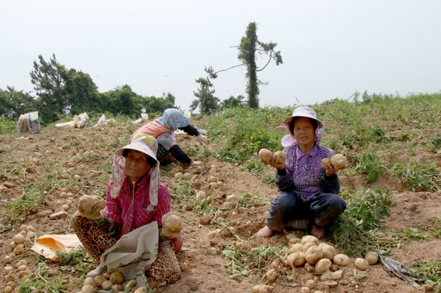 보성군 득량 주민이 햇감자를 수확하고 있다. (제공:보성군) ⓒ천지일보 2019.6.14