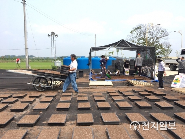 함평군 농업기술센터 직원들이 20일 화단국 재배를 위한 육묘상자를 작업 중이다. (제공: 함평군) ⓒ천지일보 2019.6.20