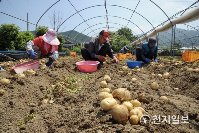 남원시 운봉읍 신동열씨 농가 비닐하우스에서 21일 올해 첫 춘향씨감자를 수확하고 있다. (제공: 남원시) ⓒ천지일보 2019.6.21