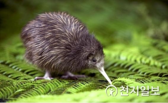 키위새는 뉴질랜드에서만 서식하고 있는 희귀새로 뉴질랜드의 국조로 보호받고 있다. ⓒ천지일보 2019.6.28