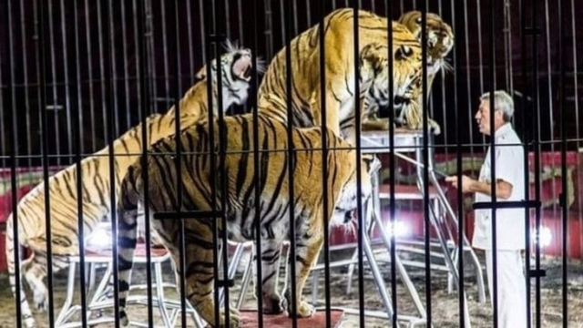 호랑이를 조련하는 이탈리아 조련사 에토레 베버(출처: BBC 캡처)
