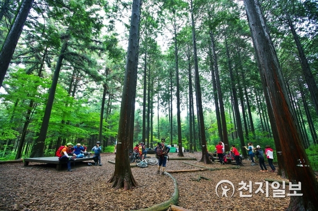 장성 축령산 편백나무 숲 그늘아래 앉아 쉬고 있는 등산객들 모습. (제공: 장성군)  ⓒ천지일보 2019.7.11