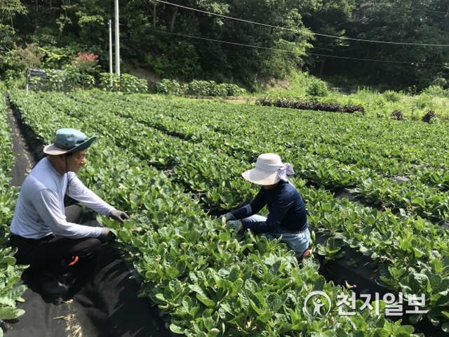 장성군 지황 재배단지. (제공: 장성군) ⓒ천지일보 2019.7.18