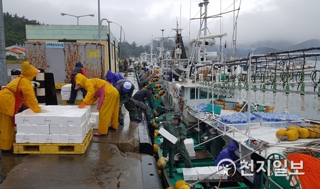 전남 신안군 흑산해역에서 오징어 어획량이 예년보다 크게 증가했다. (제공: 신안군) ⓒ천지일보 2019.7.19
