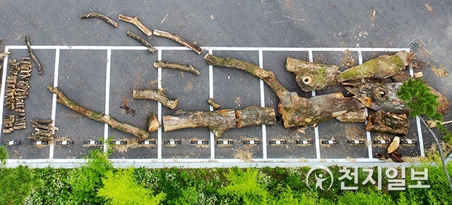 ‘진주성 수령 600년 느티나무’ 보관 모습. (제공: 진주시) ⓒ천지일보 2019.7.23