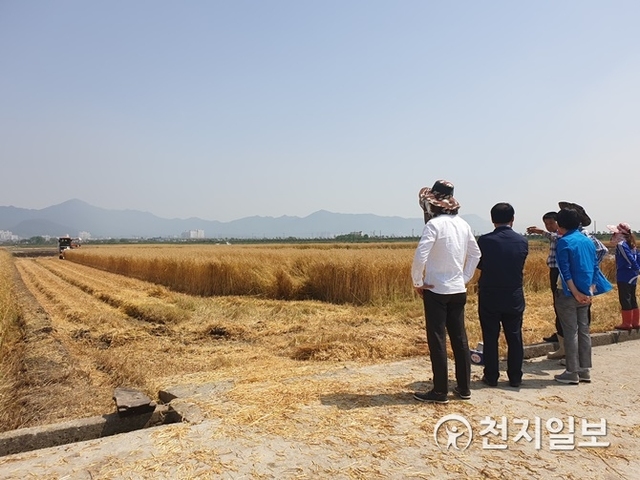 강진읍 초동마을에서 쌀귀리를 수확하고 있다. (제공: 강진군) ⓒ천지일보 2019.6.5