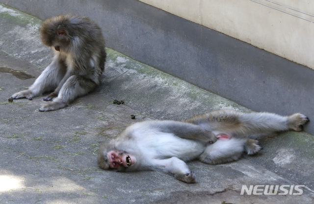 낮 최고 기온이 35도에 육박하는 날씨를 보인 6일 일본 도쿄의 우에노 동물원에 일본 짧은꼬리 원숭이들이 더위를 피해 그늘에서 휴식을 취하고 있다. (출처: AP/뉴시스)