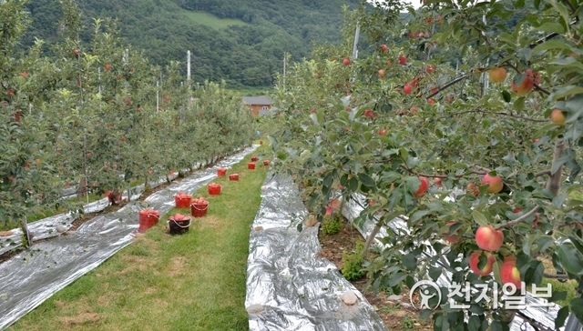 강원도 정선군의 사과 농장에 과수 착색을위한 반사필름이 깔려있는 있다. (제공: 정선군청) ⓒ천지일보 2019.8.8