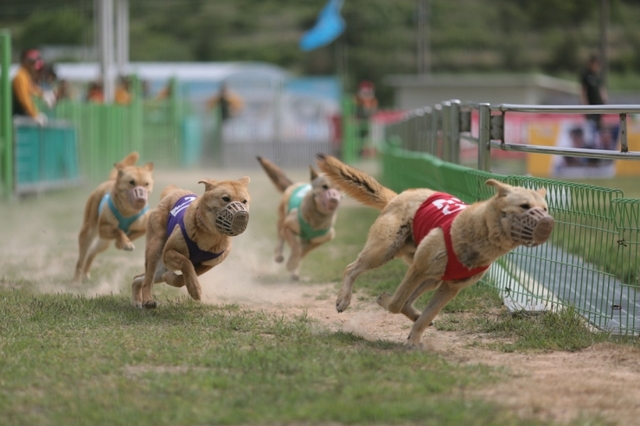 진도군 진돗개 테마파크에서 진돗개들이 경주를 하고 있다. (제공:진도군 ⓒ천지일보 2019.8.13