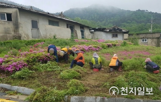 영광군 지역공동체일자리 참여에 선정된 주민들이 잡초제거를 하고 있다. (제공: 영광군) ⓒ천지일보 2019.8.21