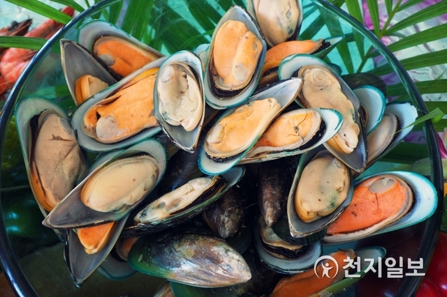 초록색입홍합(green-shelled mussel)은 홍합의 껍데기가 초록색을 띠며 껍데기 안쪽은 녹황색을 띠는데 건강식품으로도 각광받고 있다. (출처: 게티이미지뱅크) ⓒ천지일보 2019.9.6