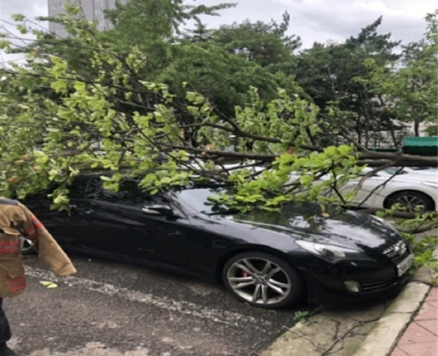 지난 7일 태풍 '링링'으로 인한 부평동 동아아파트 단지내 주차된 자동차 위에 나무가 쓰러져 있다. (제공: 인천시) ⓒ천지일보 2019.9.8