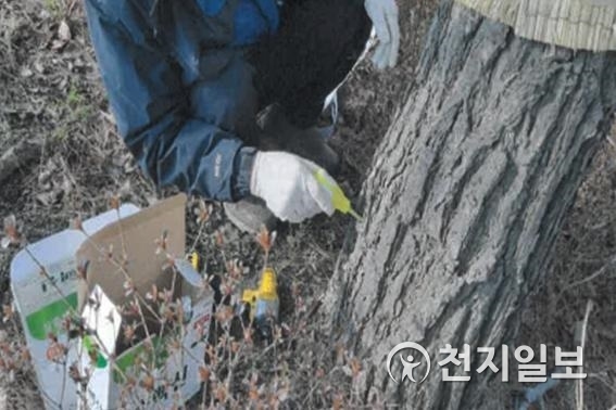 전북 남원시가 소나무 재선충병 예방을 나무에 주사를 주입하고 있다. (제공: 남원시) ⓒ천지일보 2019.9.11