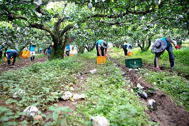한국농어촌공사 직원들이 태풍 링링 피해 농가를 찾아 2차 피해 예방을 위해 낙과를 줍고 있다. (한국농어촌공사) ⓒ천지일보 2019.9.11