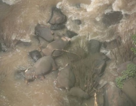 태국 ‘지옥의 폭포’에서 떼죽음 당한 코끼리 6마리(출처: BBC캡처)