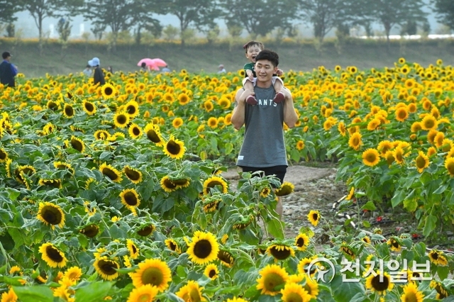 장성군 황미르랜드에 펼쳐진 1만 평 규모의 해바라기 정원. (제공: 장성군) ⓒ천지일보 2019.10.14