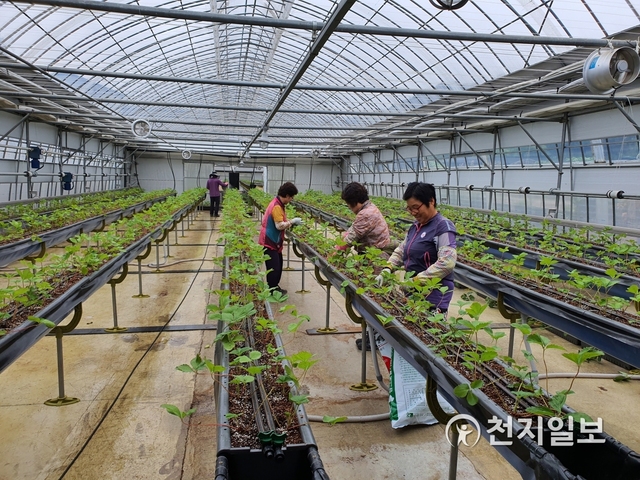 2020년 4월 성공적인 딸기축제를 위해 직접 딸기를 재배하는 모습. ⓒ천지일보 2019.10.18