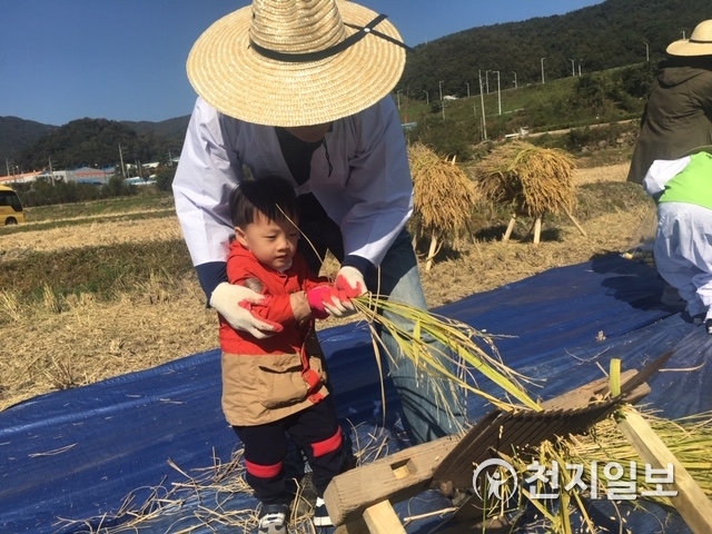 지난해 손벼베기 전통 농경문화 복원행사 모습. (제공: 부산 기장군) ⓒ천지일보 2019.10.22